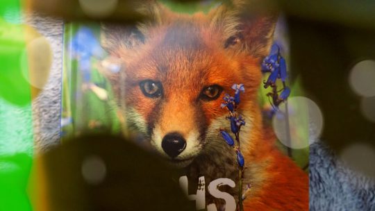 So lebt der Fuchs – Eine Bilderreise durch den Wald